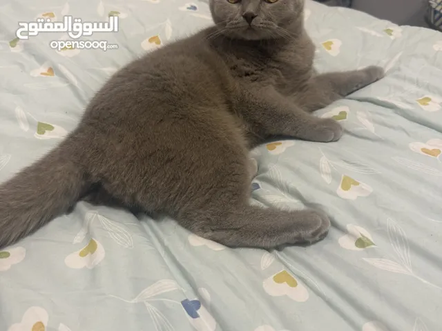 Cat brithish