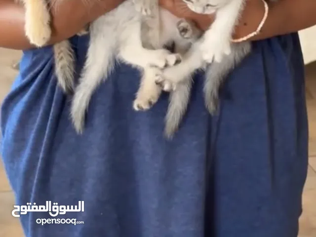 كتنز برتش بيور