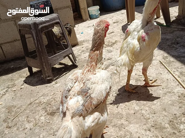 دجاج زينه للبيع اقرأ الوصف اذا مهتم