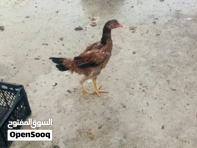 جاجتين وديك جاجة وديك بكستاني وجاجة بلدية من البزرق القديمة