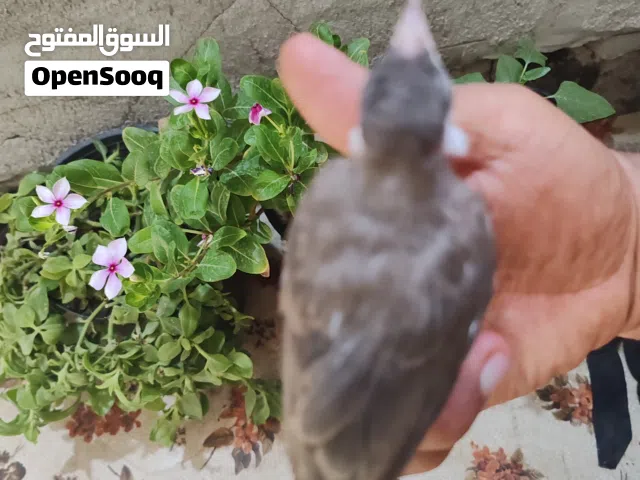بلبل تبزيري البصره نص ذيل اقرا ااوصف