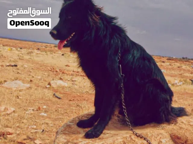 بلاك رويال كزيوني