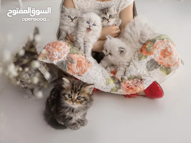 قطط صغيره البيع نوع سيامي وسكوتش فولد وشيرازي
