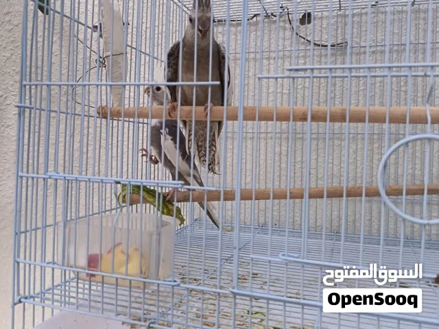 زوج كوكتيل وايت فيس