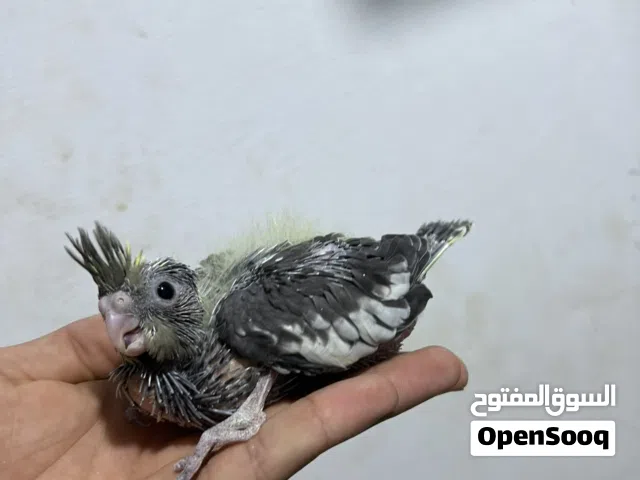 سلام عليكم موجود زوز فروخ كوكتيل البيع المكان طربلس مشروع الهضبة سعر 130 يوجد خدمه توصيل دخل طربلس