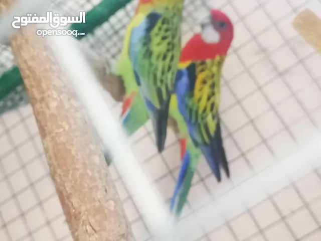 للبيع زوج روزيلا