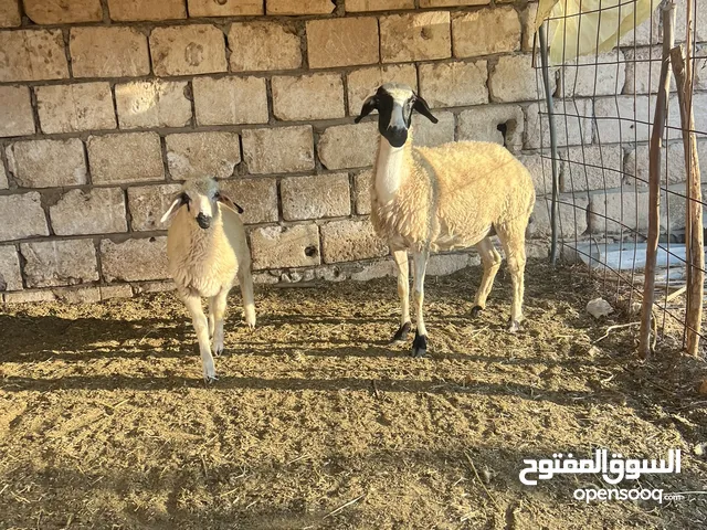 نعجه تحتها خروف