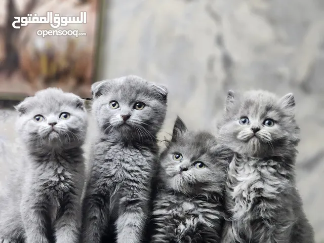 60 Days, Scottish kittens pure home born