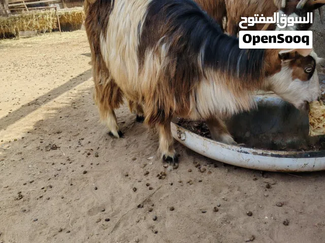 صخلات اعمارهن سنه وسمان