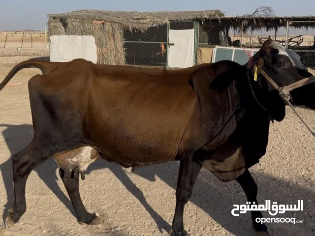 بقره باكستانيه حلوب