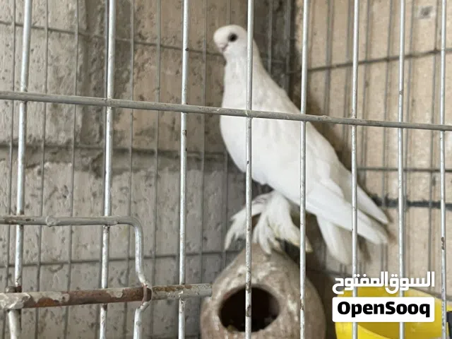 ماشاء الله تبارك الرحمن جوز سنفور شغال فحل سنفور وطيره برلين