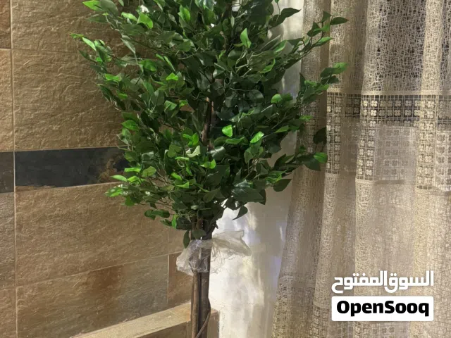 شجره فكس بنجامين كلش كثيفه بالحقيقه  جديده مومستعمله