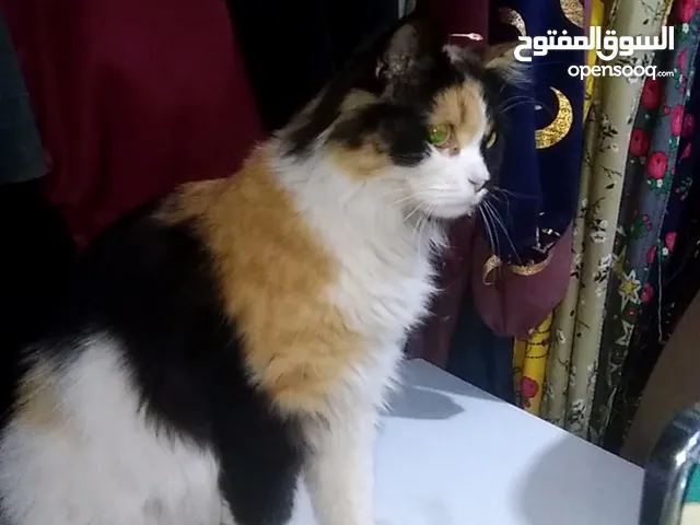 قطط للبيع م> العيال