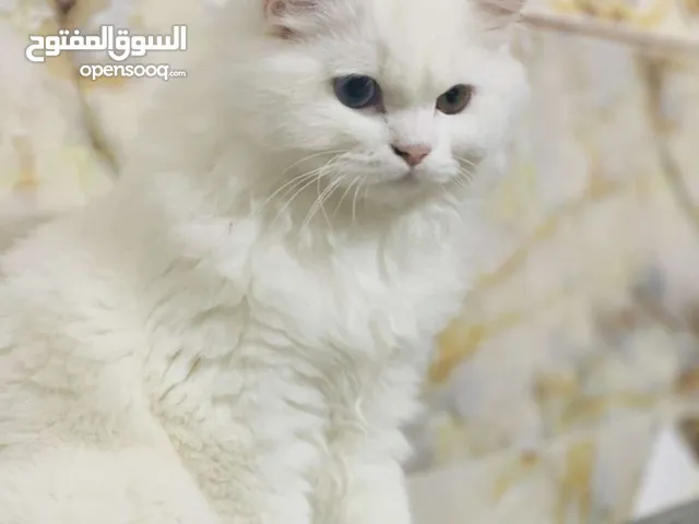 قطه شيرازي بيضاء كبيره ذات العيون العسل المخضر قطه لطيفه غير شرسه من فوائدها سحب الطاقه السلبيه