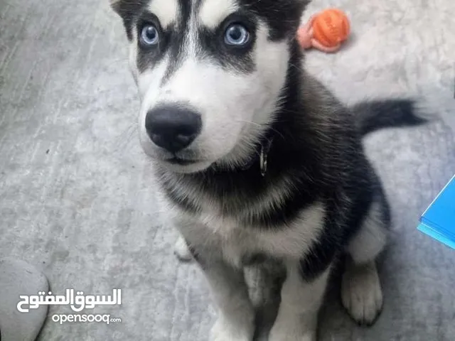 جرو هاسكي انثى