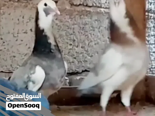 زوجين لحلوح امصوقرات