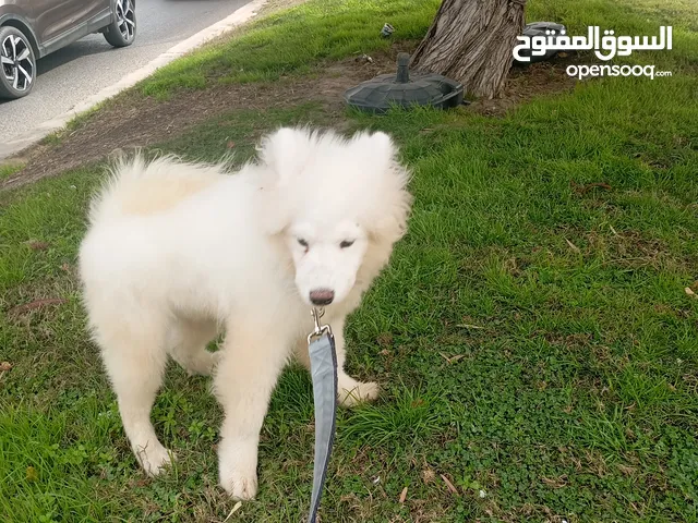 كلب سامويد للبيع