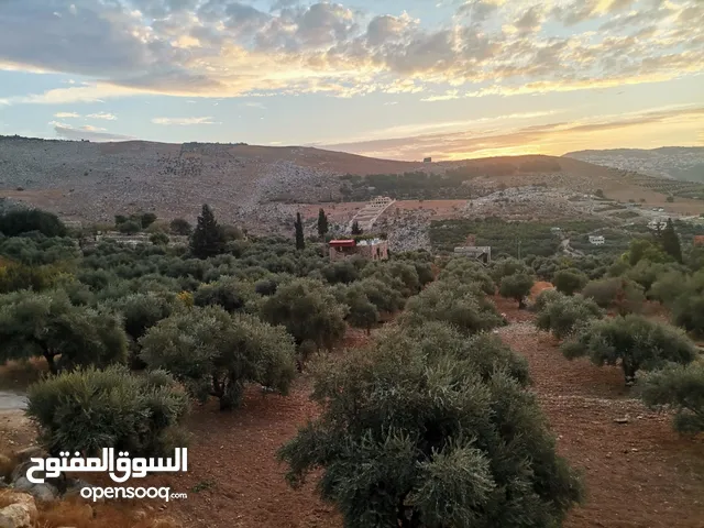 Farm Land for Sale in Salt Wadi Shua'ib