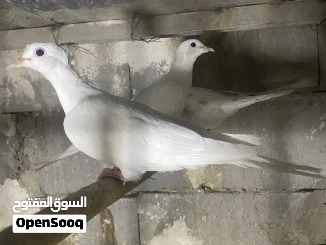 سلام عليكم حمام كريميات  ابيض للبيع
