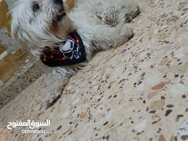 دكر بجنن سنه ونص نضيف لعوب للبيع او للبدل