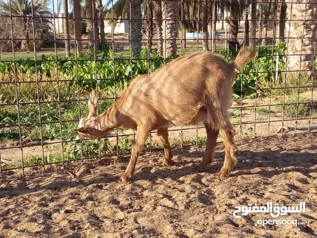 عناق هجين علي فرنساوي العمر في 4 شهور