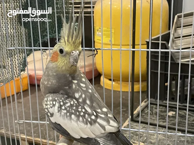 بيع طير كروان