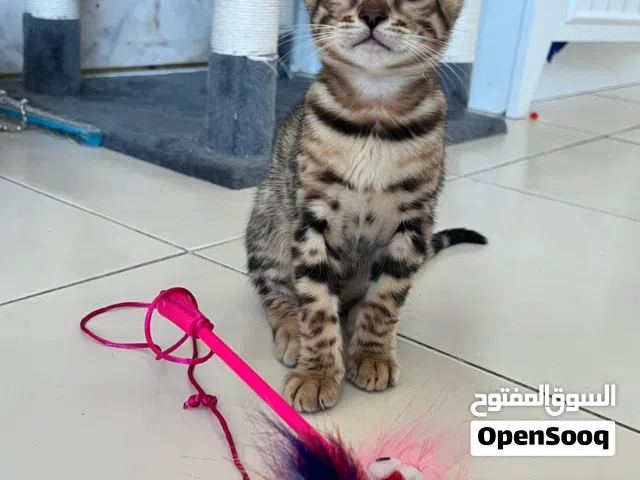 Bengal kittens 2 months old