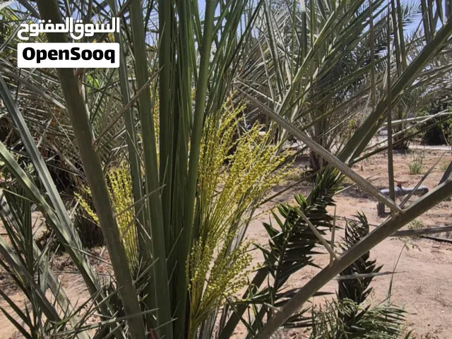 مزرعة في السويق للبيع بسعر مغر
