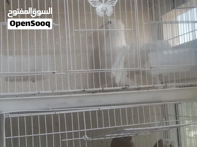 حمام بصحة ممتازة