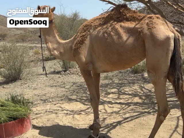 ناقه حايل سلاله شاهينيه