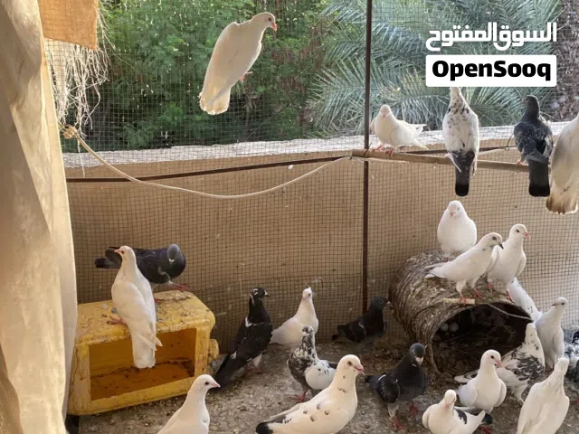 حمام للبيع الحبه ب 1ريال  الزوج ب 3 ريال