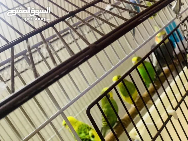 Budgies and 1 cocktail available for sale