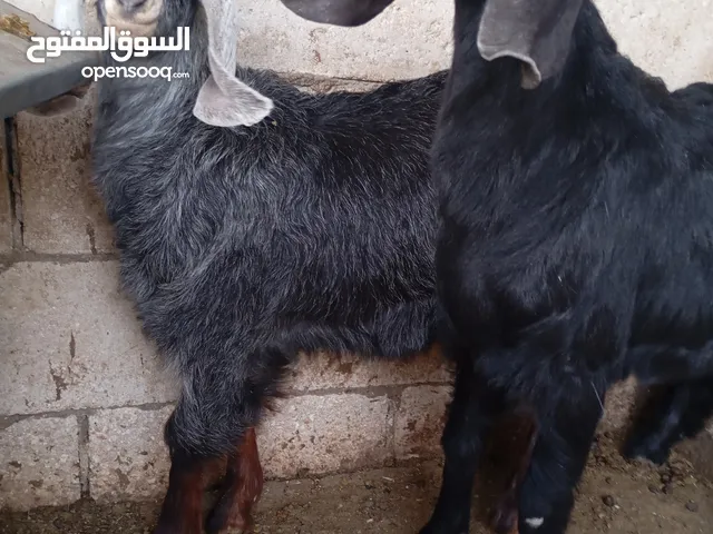جدي وسخلة للبيع