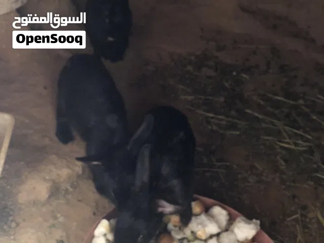 الارنب. ربي يبارك. الي البيع