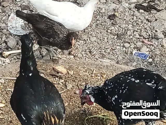 دجاج  متاح