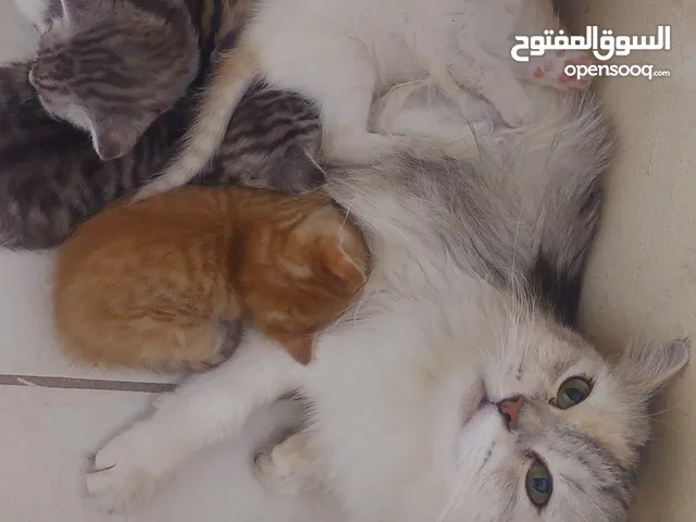 قطط شيرازيPersian cat