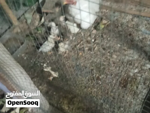 دجاجه فول صحه هيه وفراخه