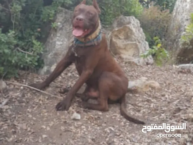 كلاب بتبول للبيع