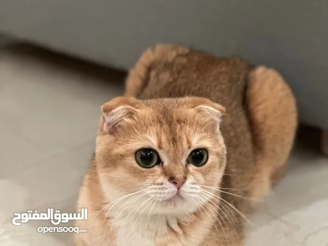 Golden Scottish Fold Female – 16 Months Old (1400 AED) With passport and Vaccine