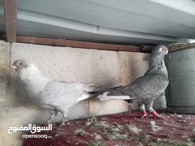 3فحول  الله يبارك لصاحب النصيب