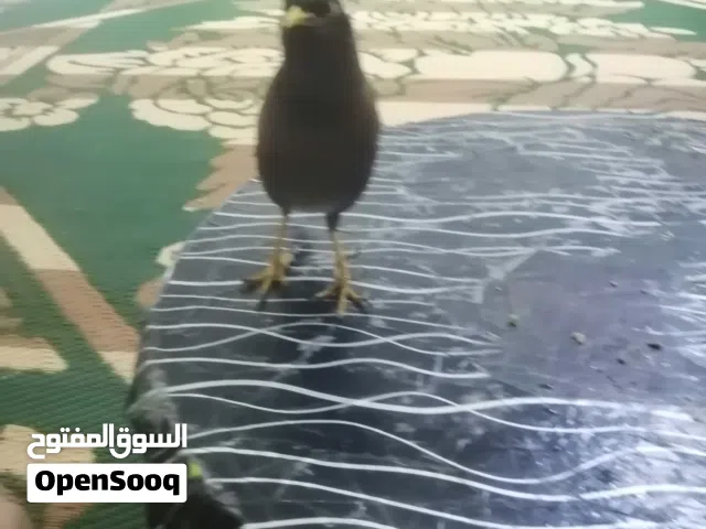 مينا البيع