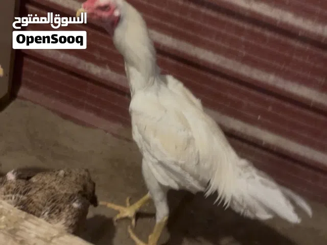 ديج هندي العمر سنه