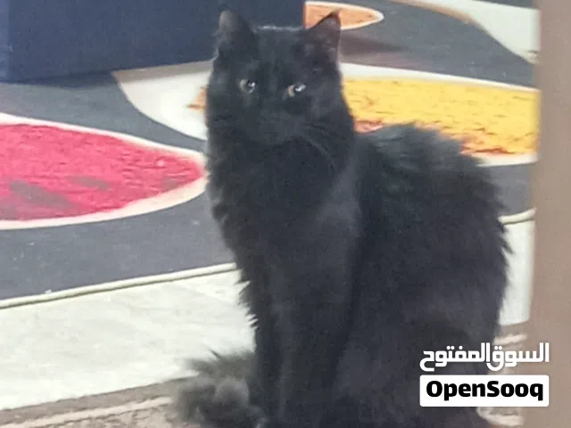 قطة للتبني، أنثى مكس شيرازي أنغوري، عمرها سنة، لونها اسود