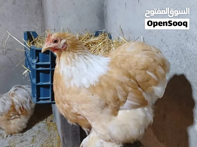 مطلوب دجاجات كوجن بسعر مناسب