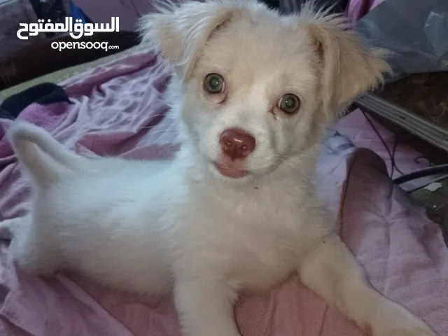 كلاب لولو لى البيع كلاب شكها حلو فى بنات ولا وسعر مفجاء يلا مستنى اية  وكمان فى اكتر من شكل يلا اية