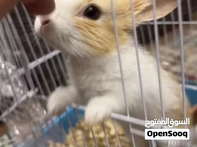 ارنب عمر شهرين ونص أليف جدا ولعوب ونظيف متعود على الليتر بوكس لا يوجد فيه اي مرض للبيع مع القفص ب 12