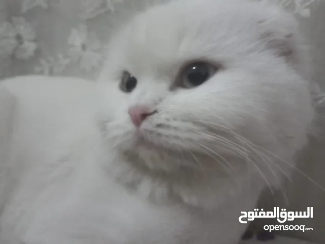 ما عندي اي خبرا عن انواع القطط ولا اعلم ما تكون جنسيتها