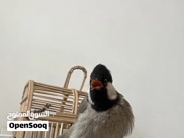 متاح بلبل فحل