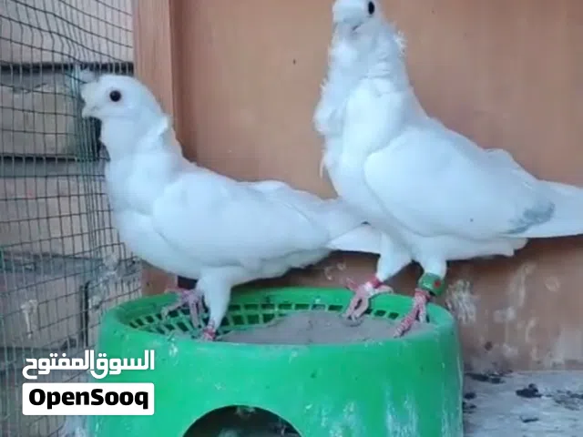 حمام ما بيهاا سلافر نقرضن