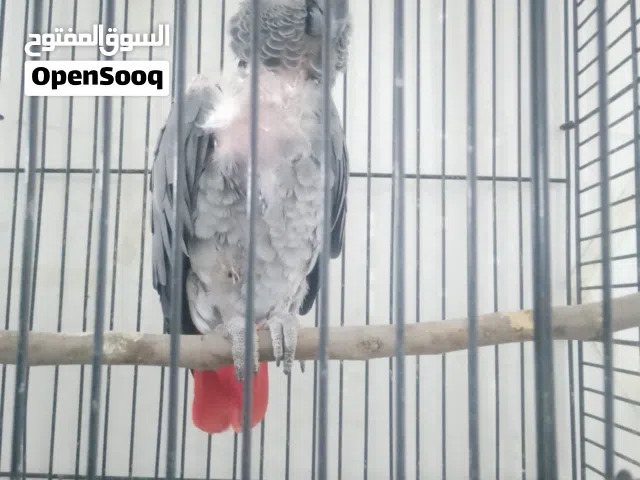انثى بالصلاه على النبي قبل هالمره باضت بدون فحل تربل جامبو